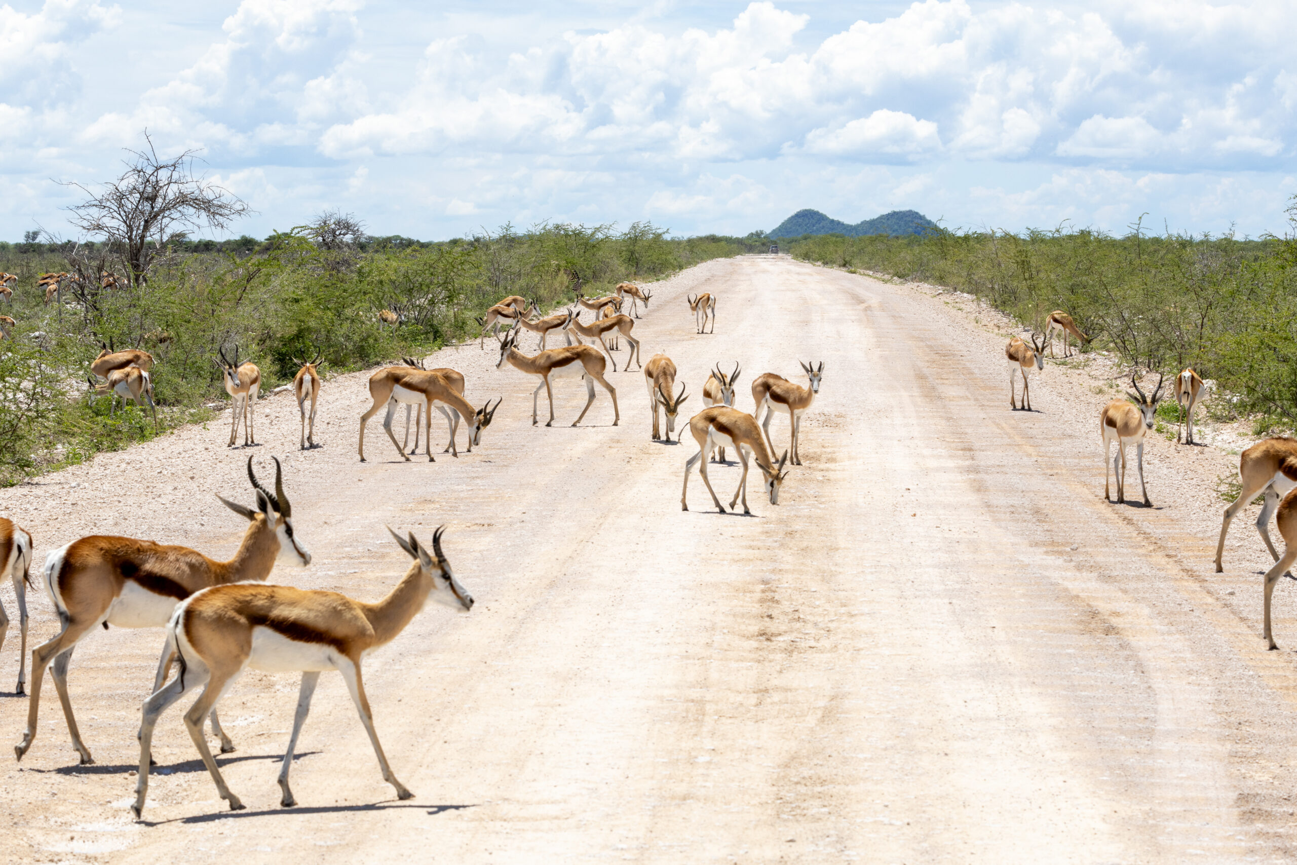 Springbok on the road