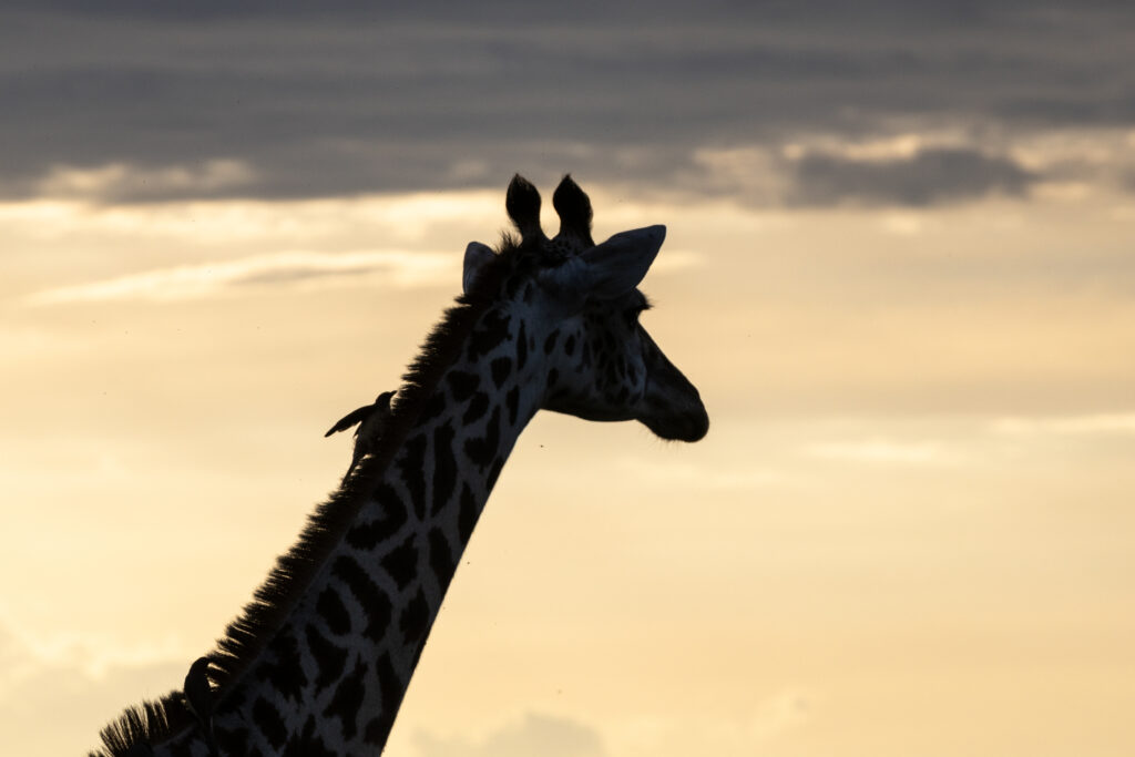 Giraffe at Sunset - Photo Credit: Nathan