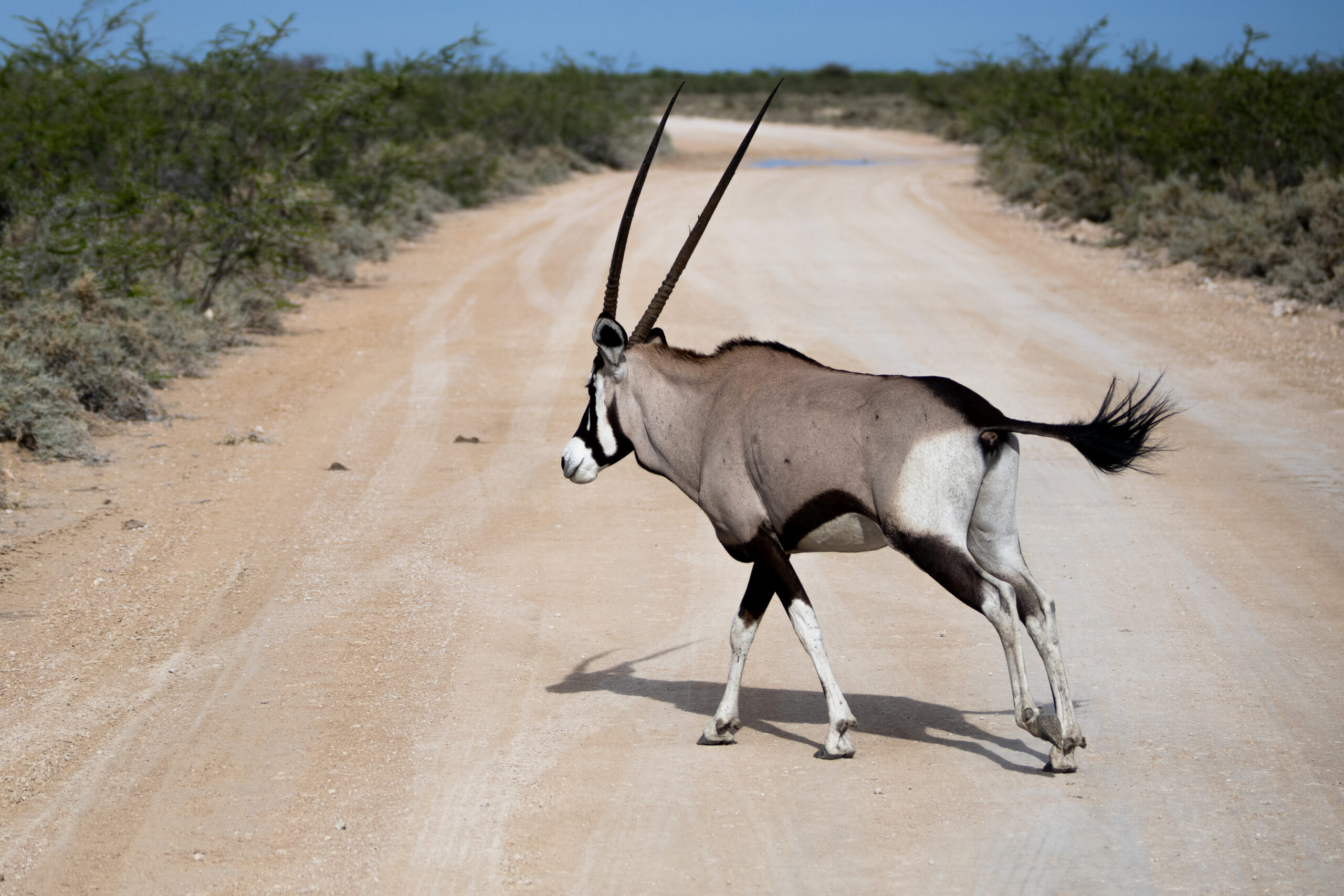 Oryx on the move