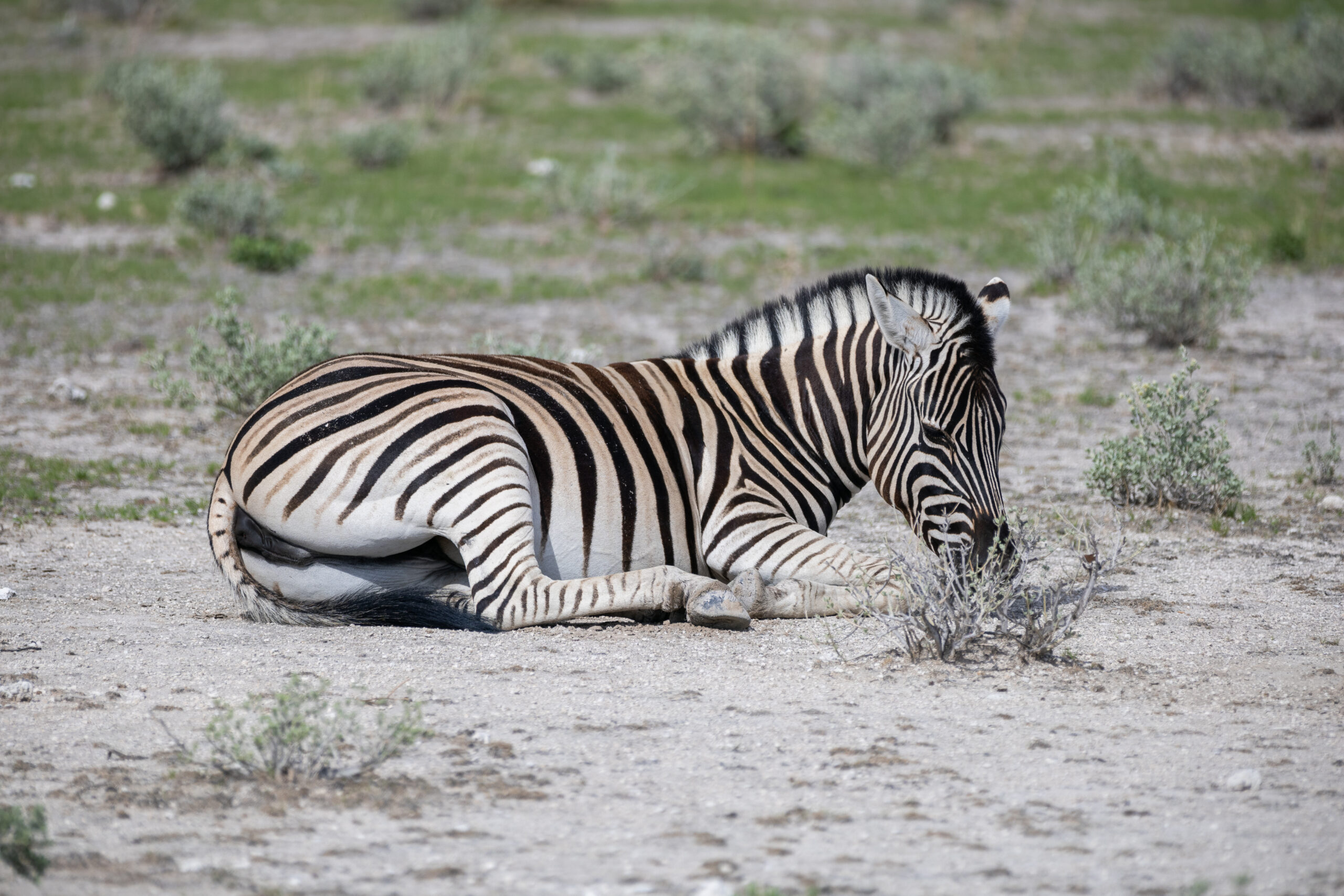 A baby zebra resting