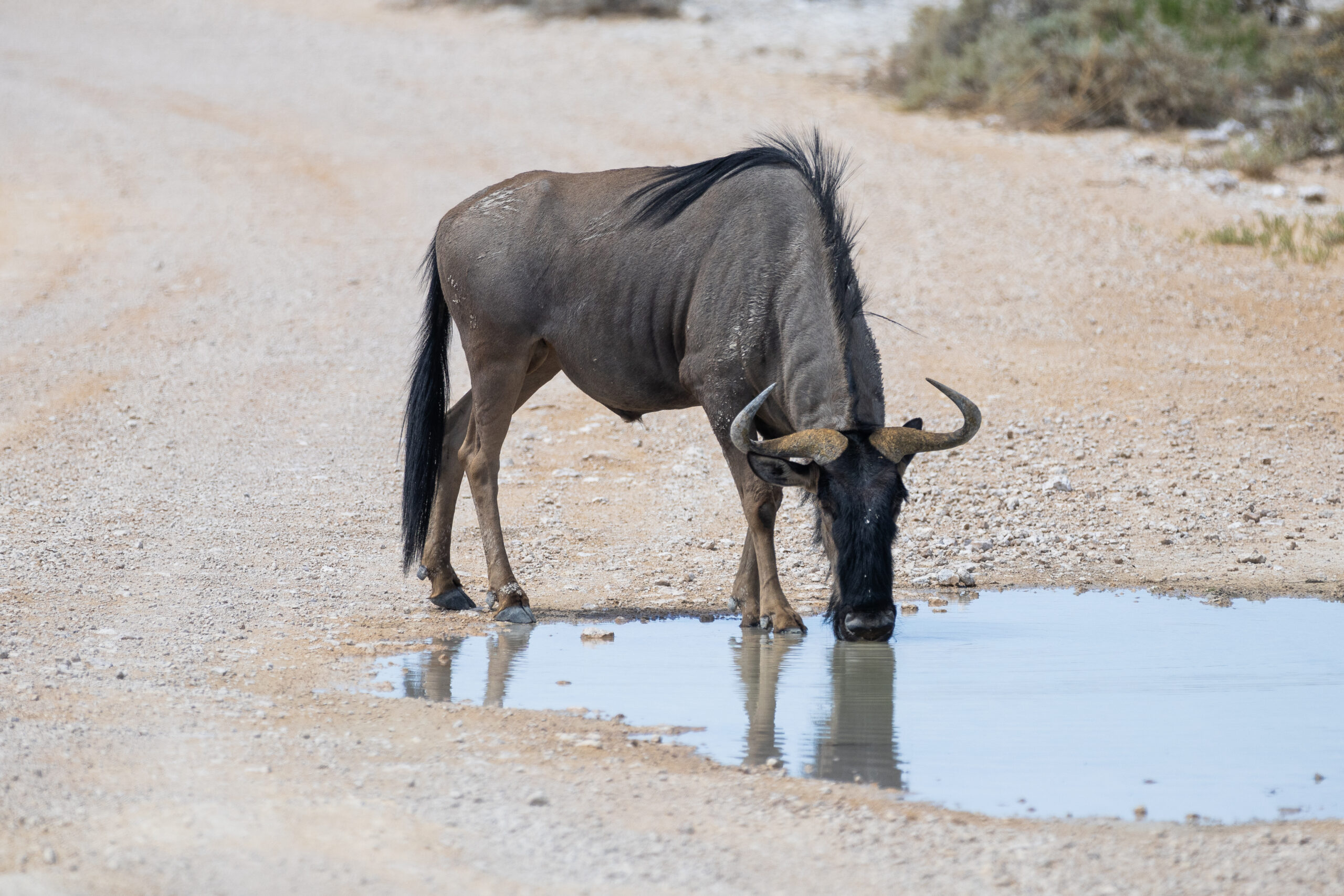 Wildebeest stopping for a drink