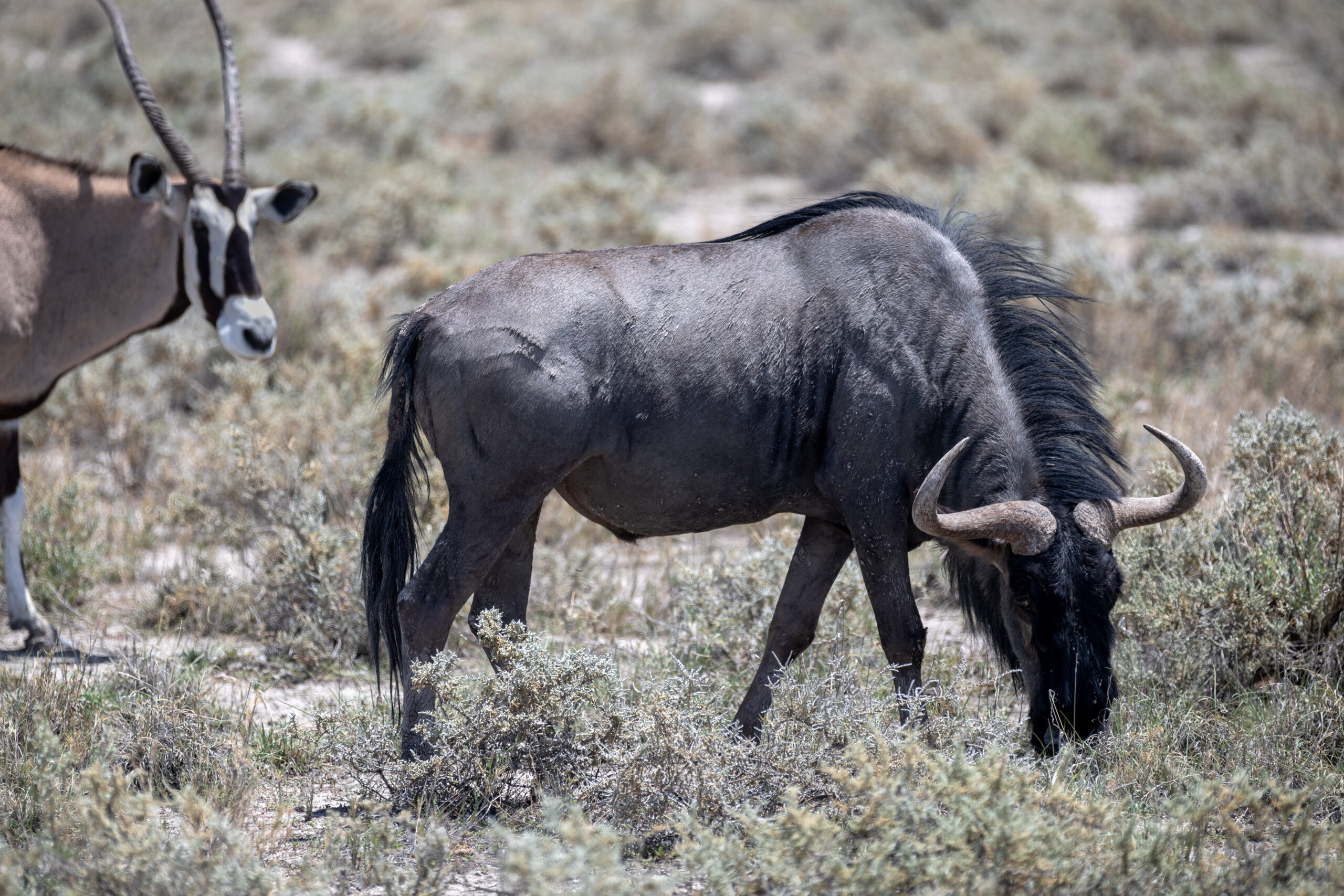 Grazing wildebeest