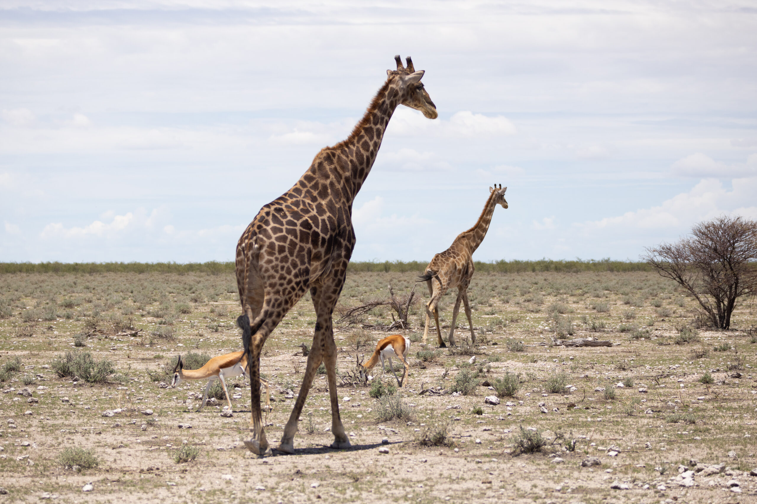 Giraffes and Springbok on the horizon