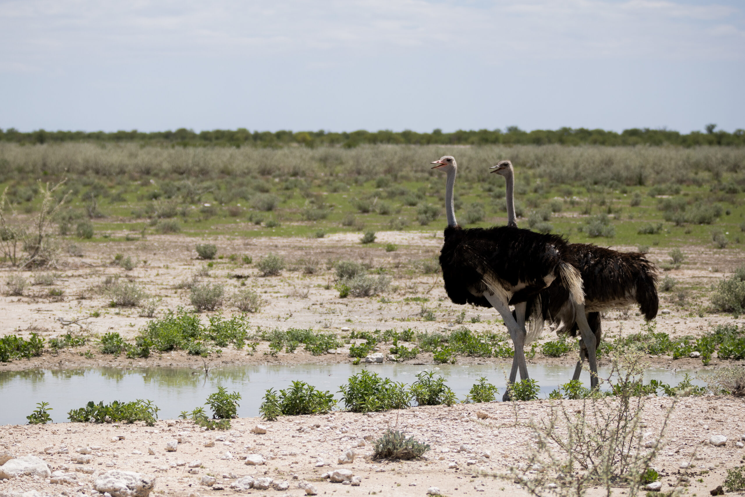 A pair of ostriches looking for a drink