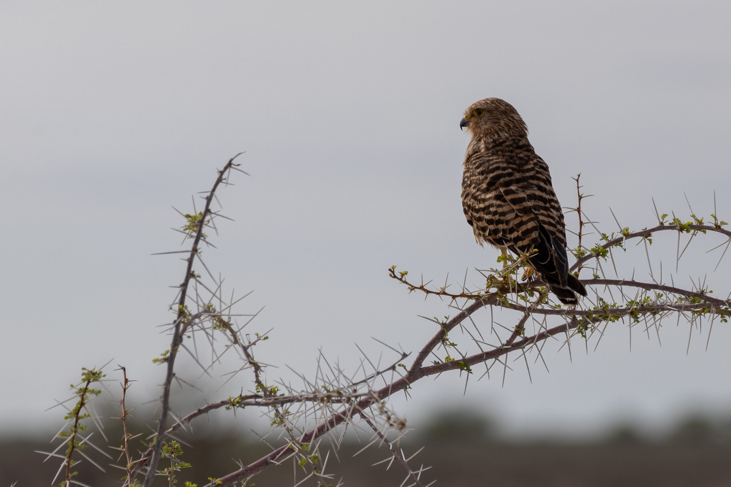 Birdspotting!