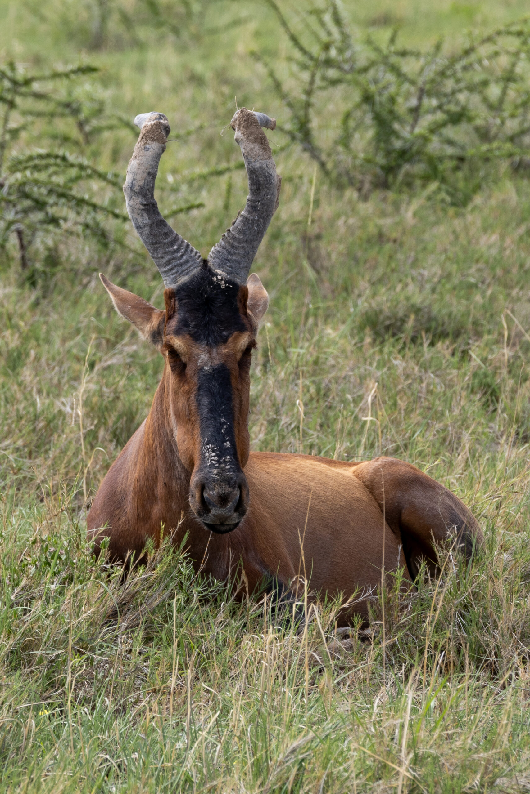 A lone red hartebeest