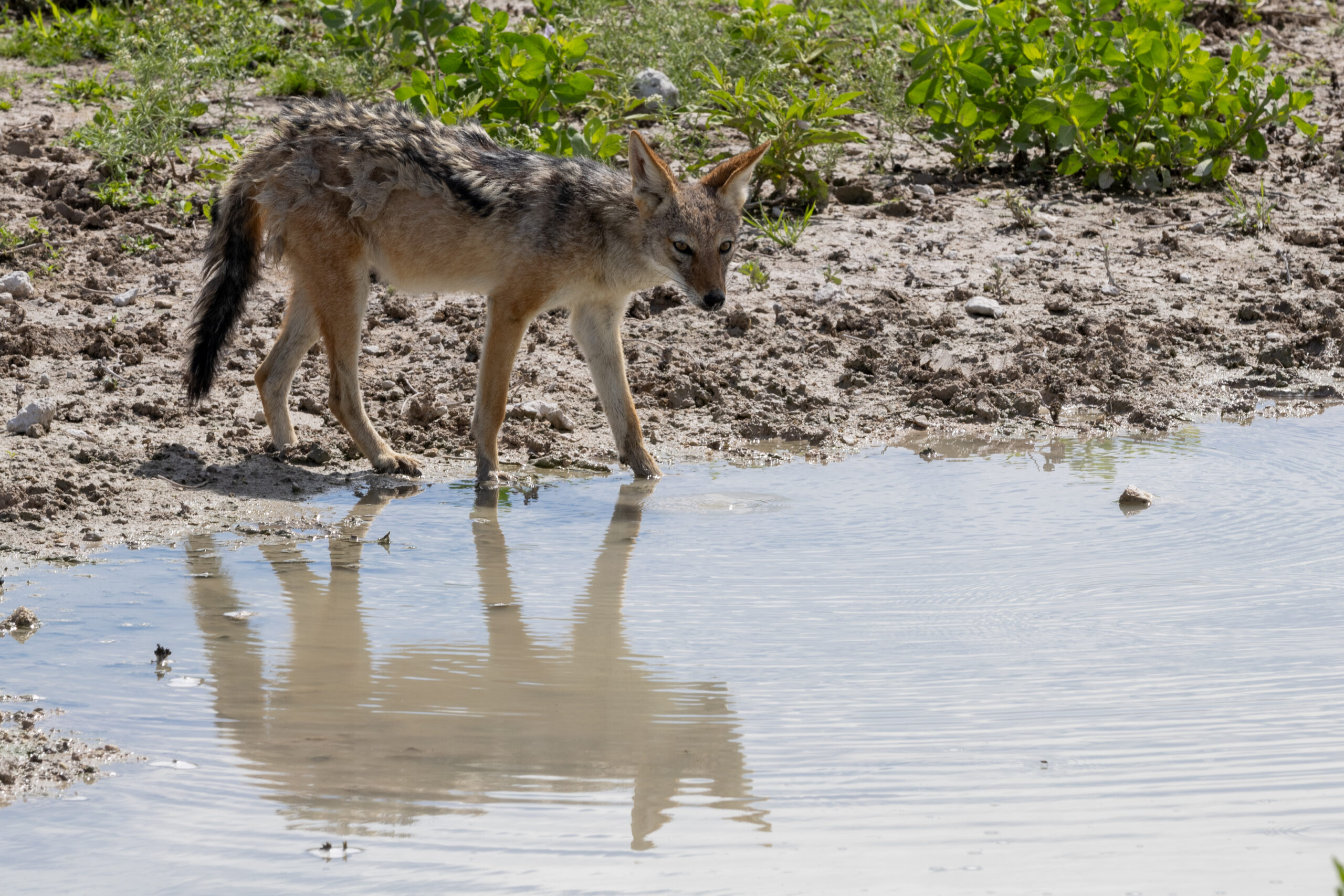 A jackal trying to cool off