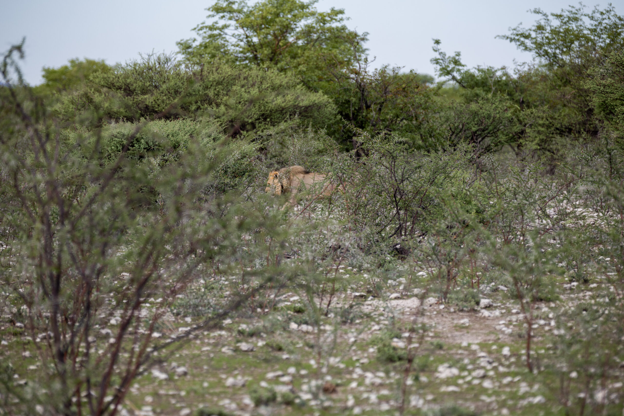 Our best view of a lion here!