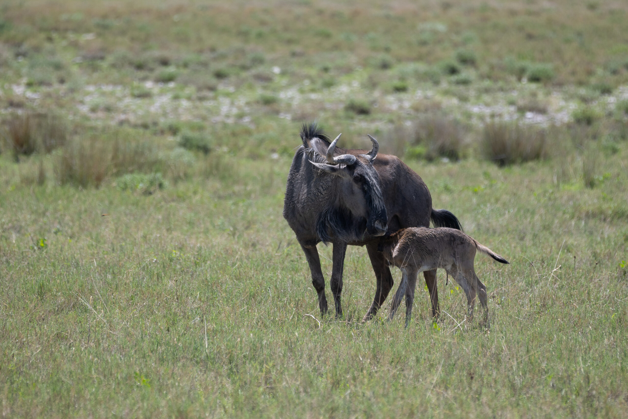 A wildebeest nursing a newborn