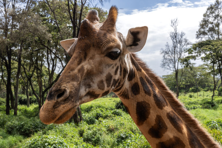 Nairobi’s Giraffe Center: An Exciting and Educational Day Out