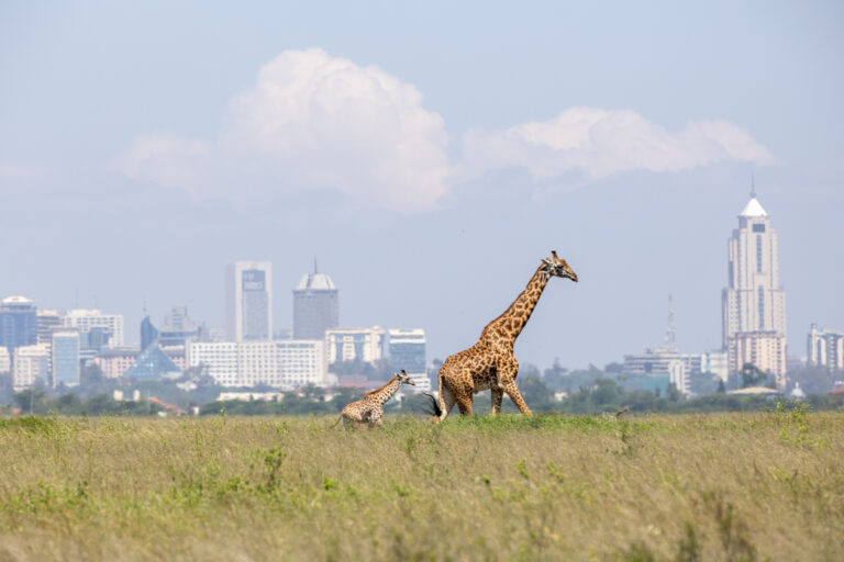 Safaris and Skylines: The Unique Juxtaposition of Nairobi National Park