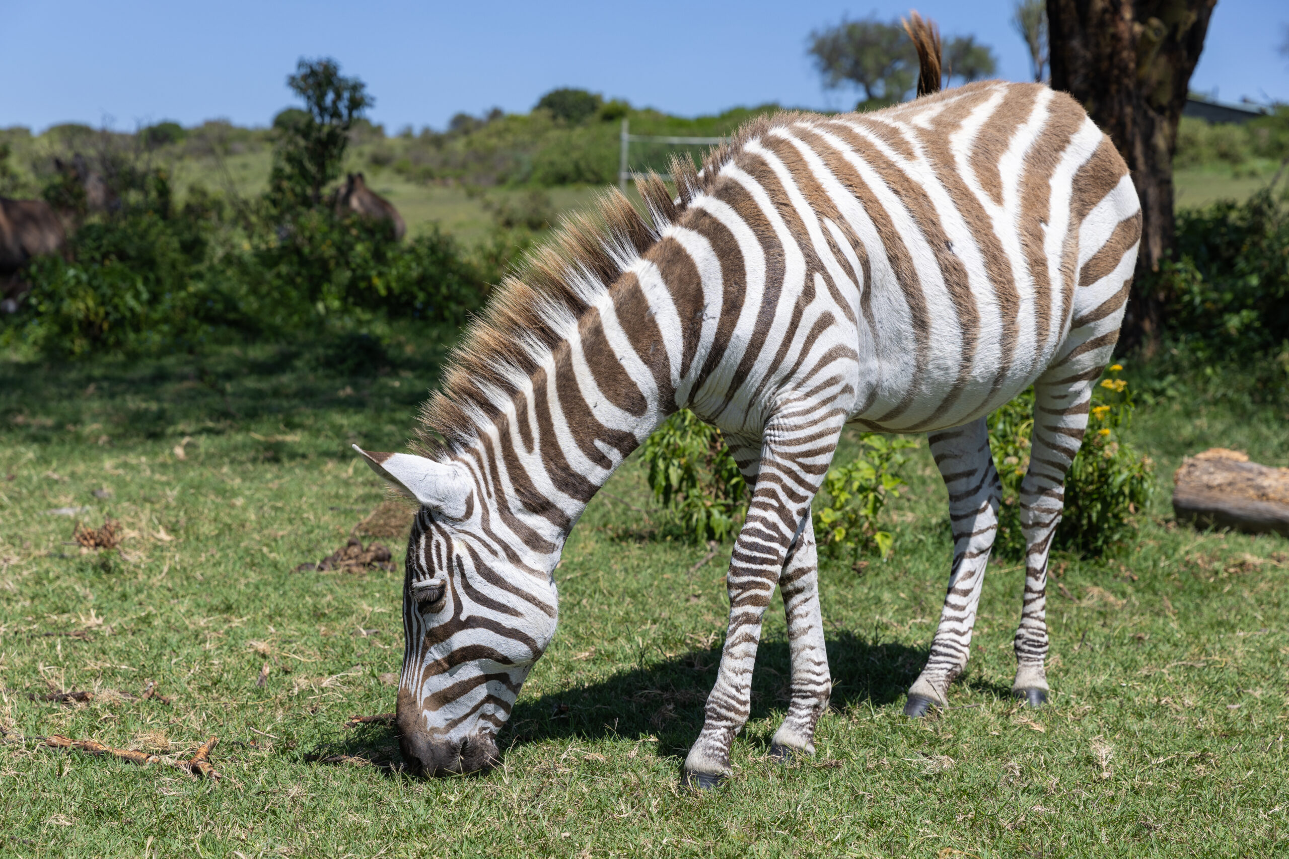 Magic Awaits: Exploring the Wonders of Lake Naivasha and Hell’s Gate