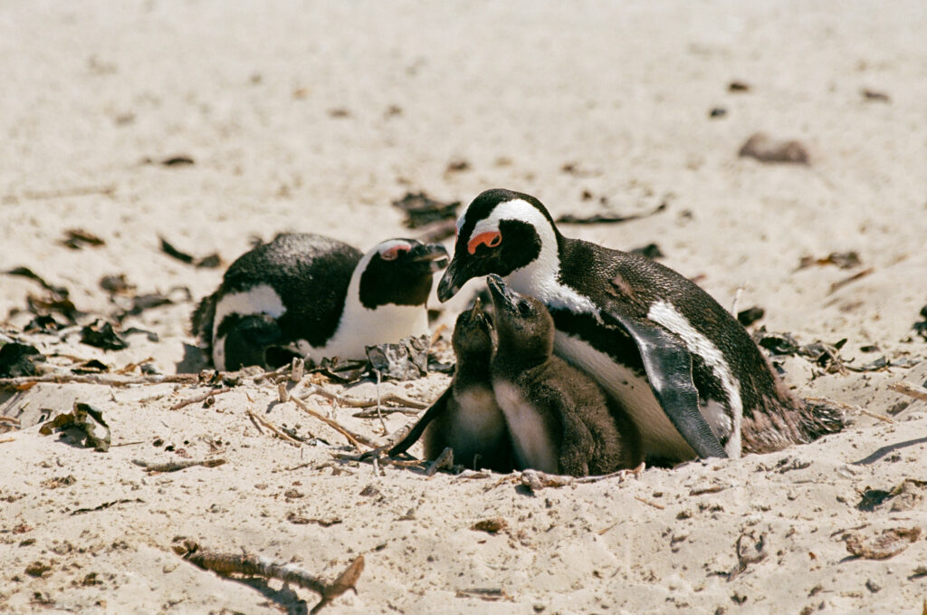 Penguins at Boulder Beach, South Africa - Photo Credit: Nathan