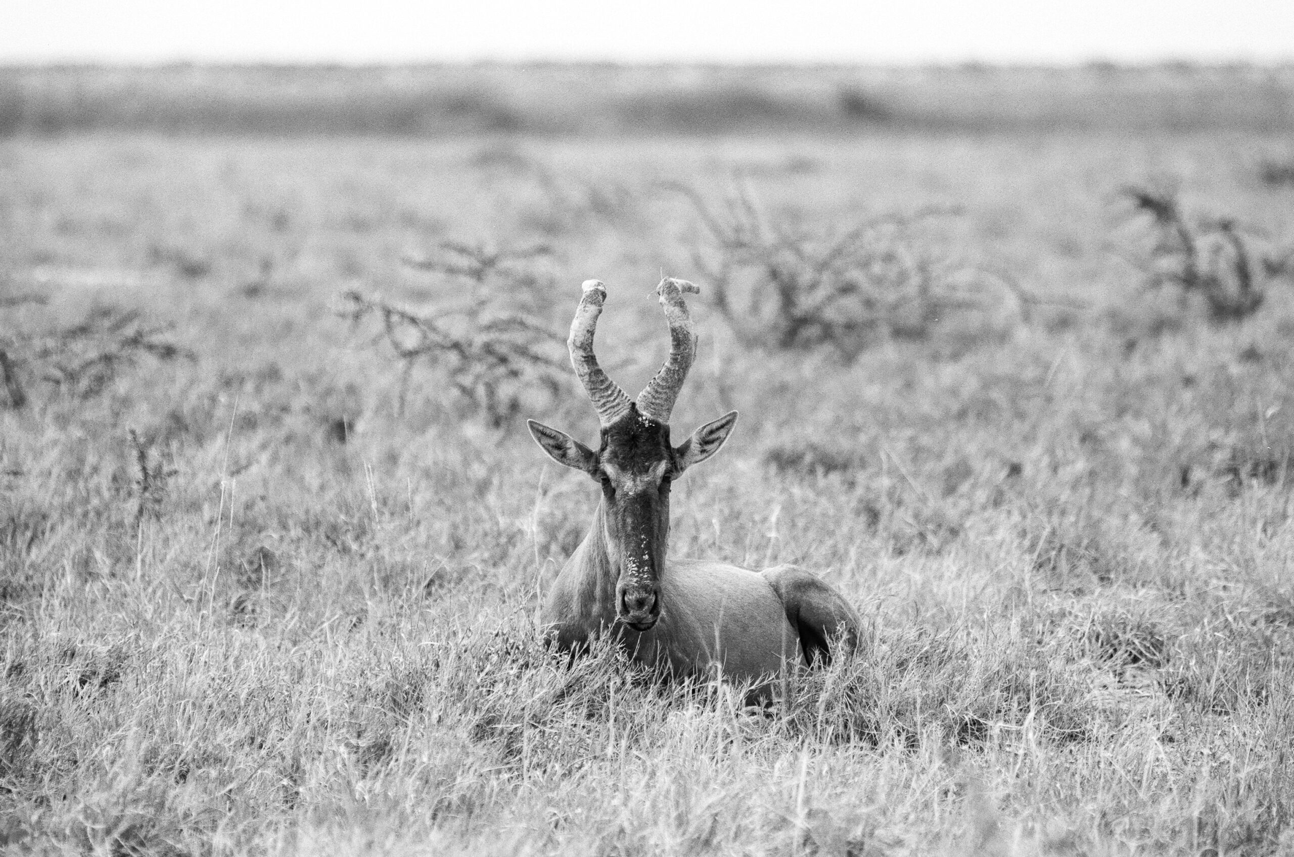 Red Hartebeest, Etosha National Park