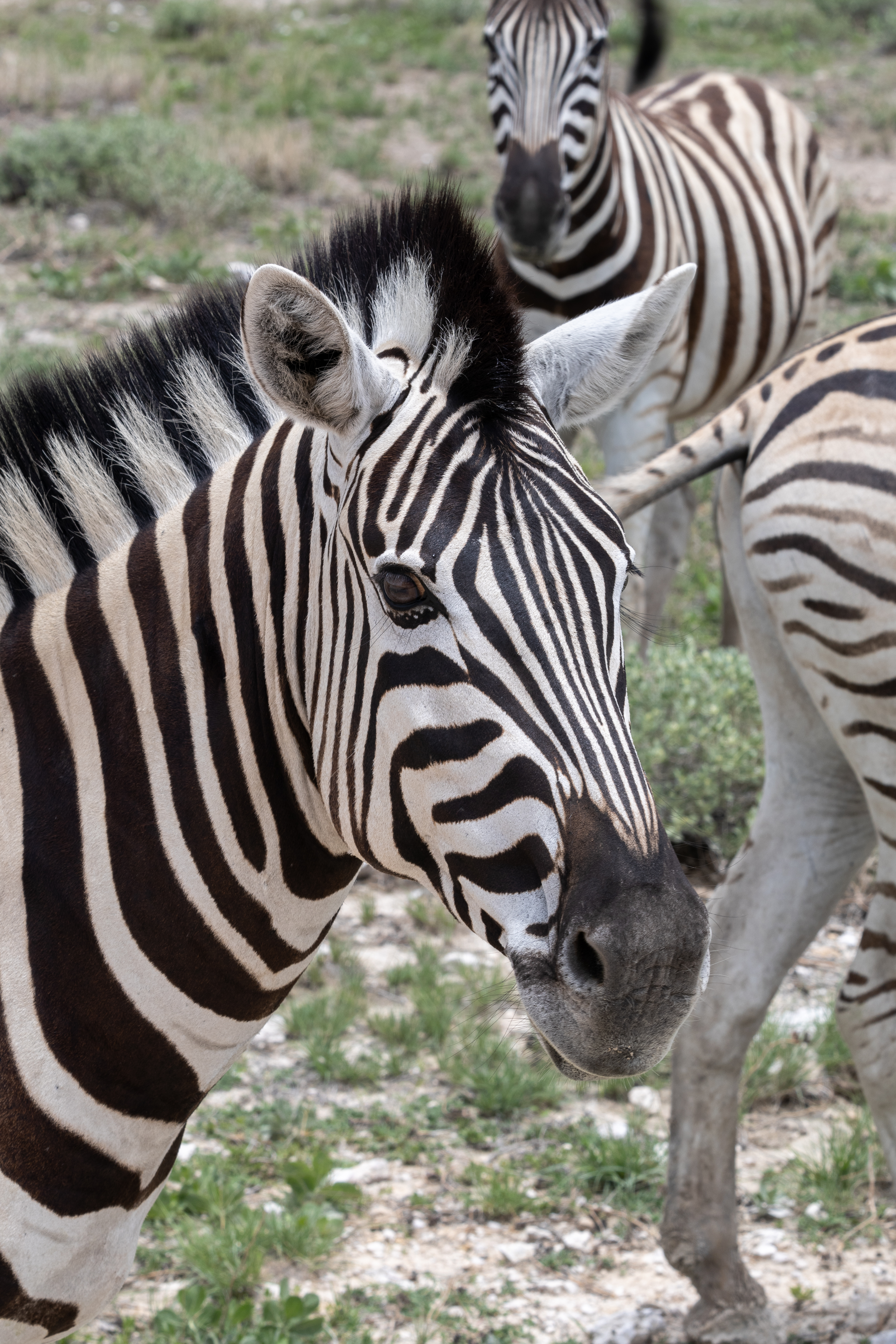 Zebras in Namibia