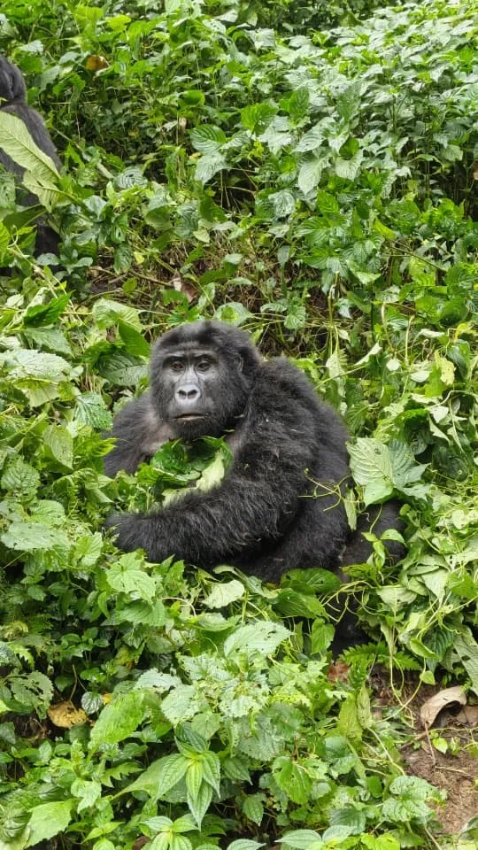 Calm gorilla holding leaves in lush green jungle foliage
