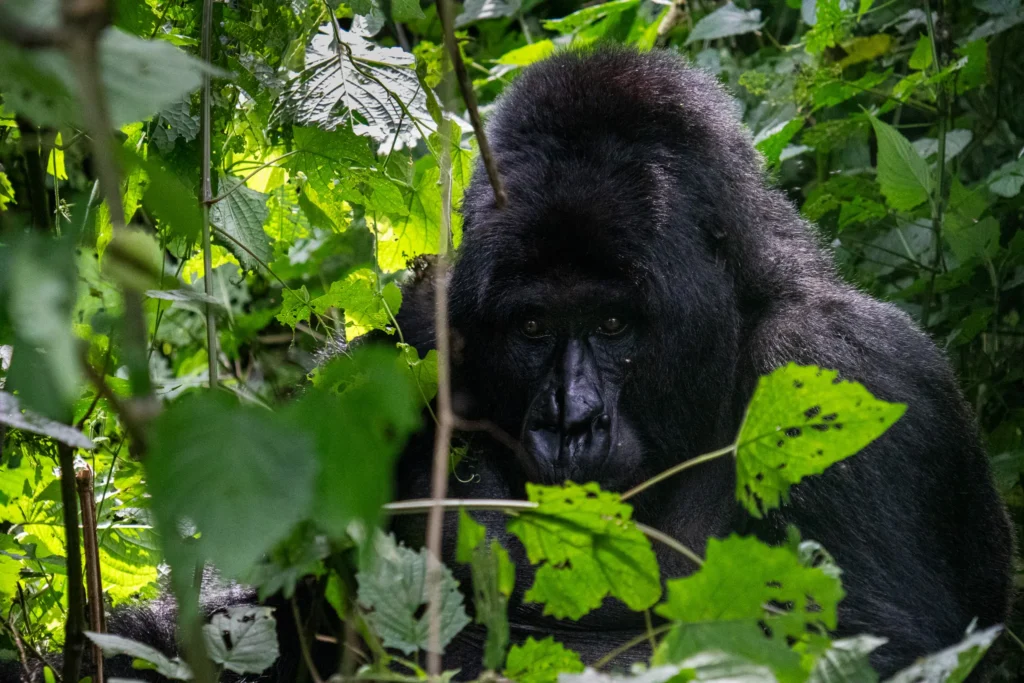 Gorilla hidden in lush green jungle foliage, staring calmly at camera directly.