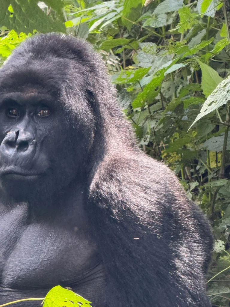 Majestic gorilla in lush jungle surrounded by dense green foliage.