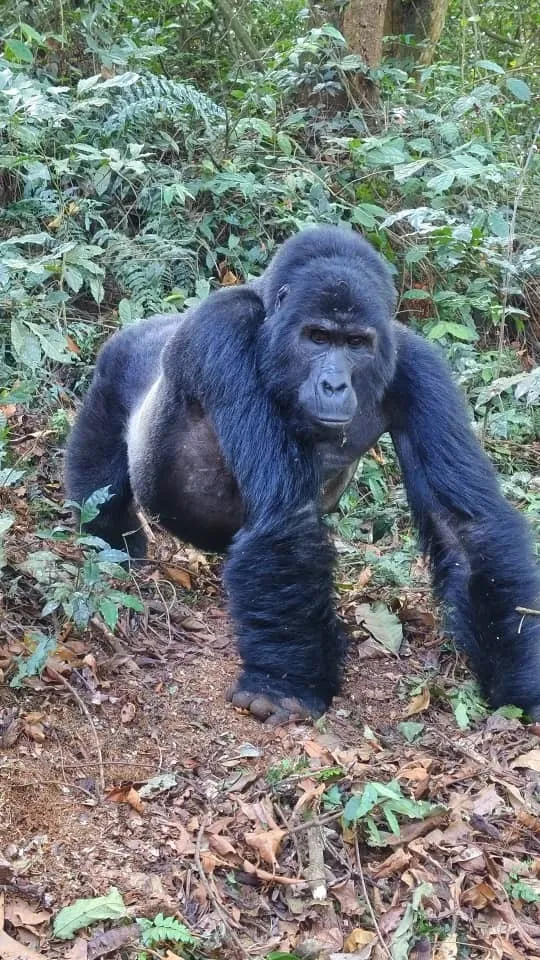 Powerful gorilla in dense tropical forest with intense, alert gaze.