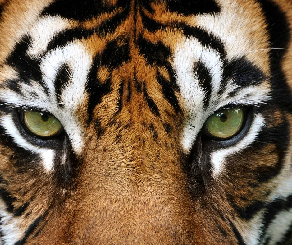 Close-up tiger with intense green eyes and bold orange-black stripes.