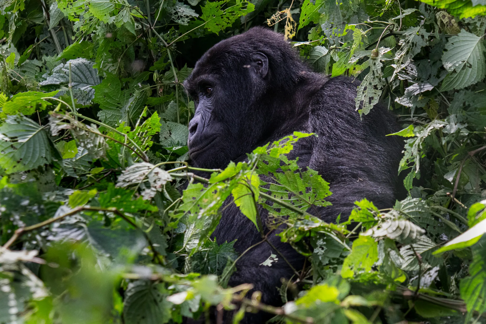 Calm gorilla in lush green forest, natural wildlife habitat scene.