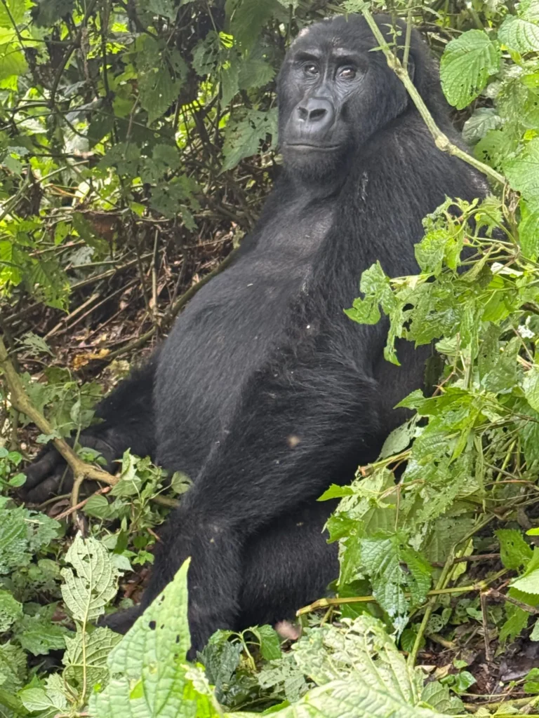 Gorilla resting in lush jungle foliage, calm and thoughtful gaze.