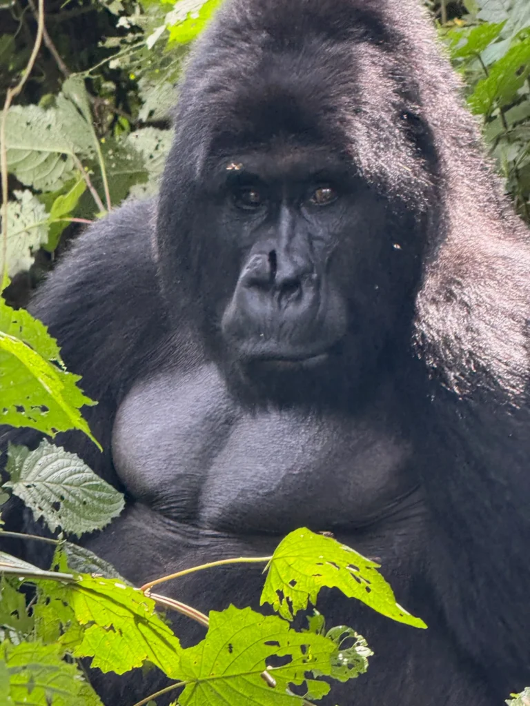 Majestic gorilla in lush forest with calm, powerful gaze.
