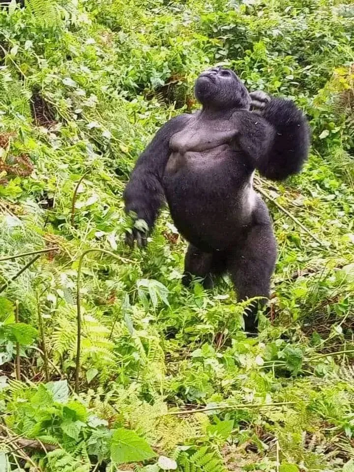Relaxed gorilla standing in lush green forest surrounded by foliage.