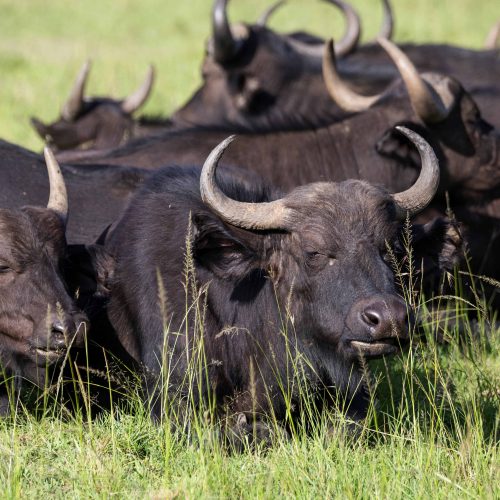 Give Me The Big Five – Buffalo