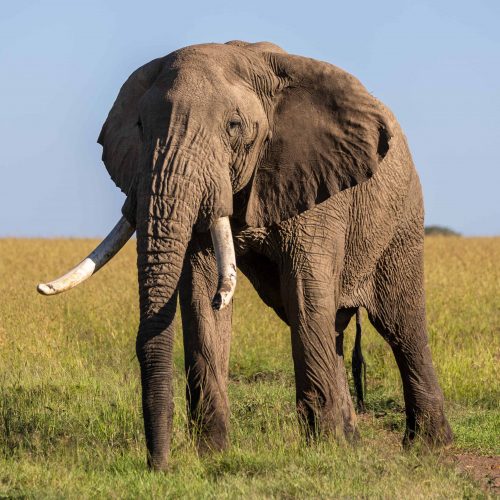 Give Me The Big Five – Elephants