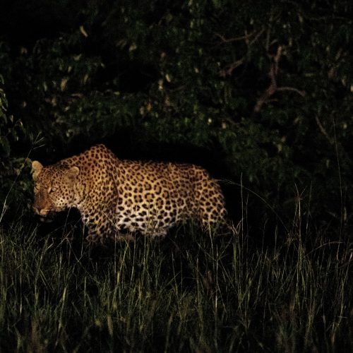 Give Me The Big Five – Leopard