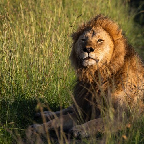 Give Me The Big Five – Lions