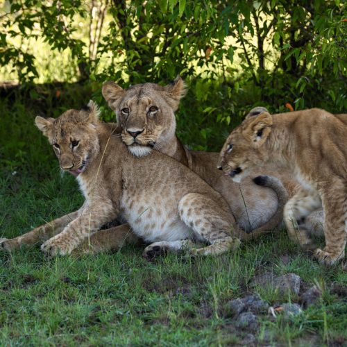 Journey to the Wild: First Impressions of Masai Mara