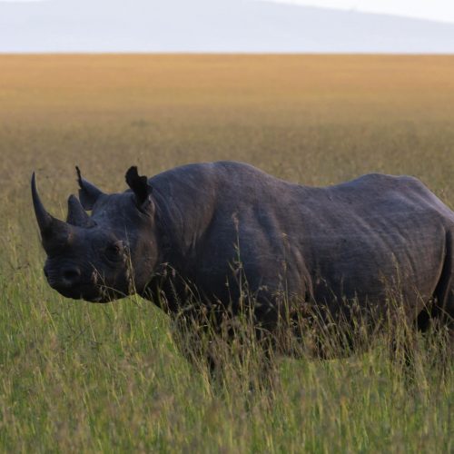 Give Me The Big Five – Rhinos