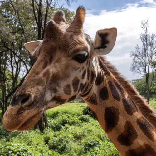 Nairobi’s Giraffe Center: An Exciting and Educational Day Out