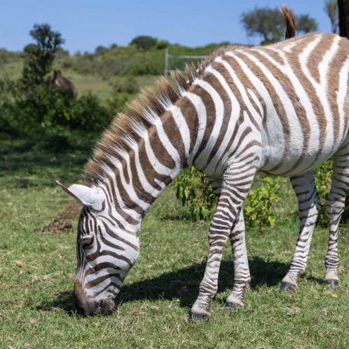 Magic Awaits: Exploring the Wonders of Lake Naivasha and Hell’s Gate
