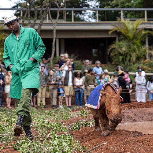 Elephants and Hope: A Visit to Nairobi’s Sheldrick Wildlife Trust