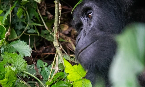 Thoughtful Gorilla in Vibrant Green Forest